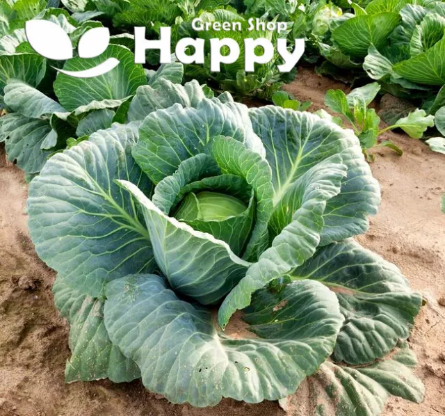 VEGETABLE SEEDS CABBAGE HOLT - 200 SEEDS - Brassica oleracea - SUMMER CROP