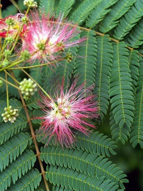 ALBIZIA JULIBRISSIN BONSAI Tree, Mimosa Silk  40 Viable Seeds 2.99 -  PicClick UK
