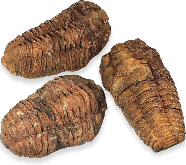 Fossili (Calymene Calimene Trilobite Fossile 4-6 Cm