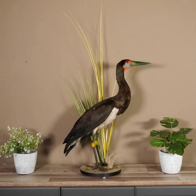 Abdimstorch Preparado Altura 66CM para Animales Con Genehmigung Vermarktung 2