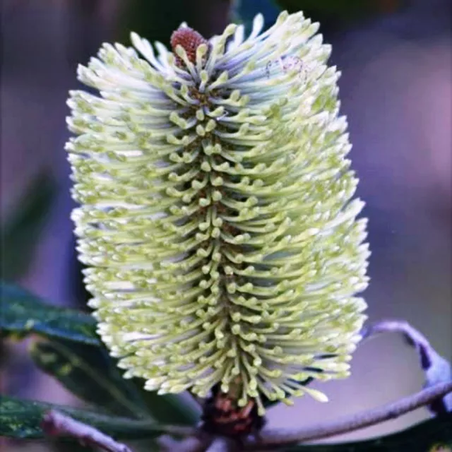 Fern Leaved Banksia Seeds Banksia Oblongifolia Flowering Shrub