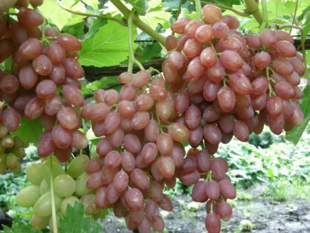 'Luchistij' - Kernlose Tafel-Trauben Weinrebe Weintraube 1 Pflanze