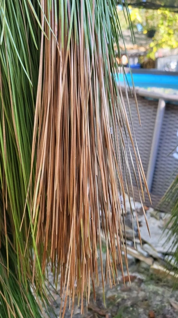 Agujas de pino de hoja larga secas 1 lb 14" boda escuela hogar fiesta bset decoración artesanal