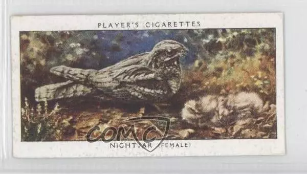 1937 Player's Birds & Their Young Tobacco Nightjar #26 1s8