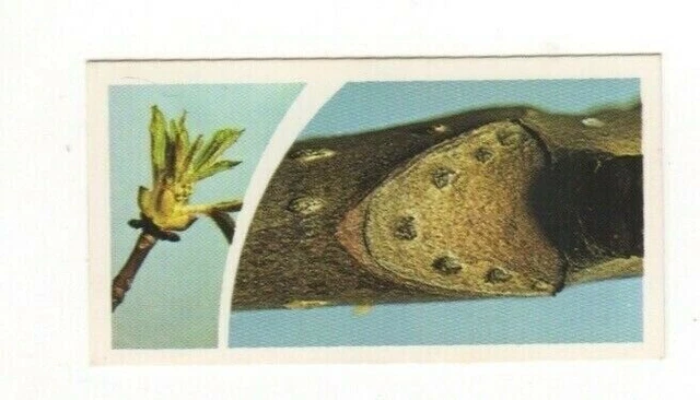 Brooke Bond Microscopic Images 1981 Horse Chesnut