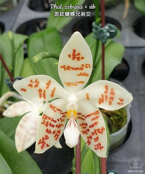 E01: Phal. zebrina × sib 斑纹蝴蝶兄弟交