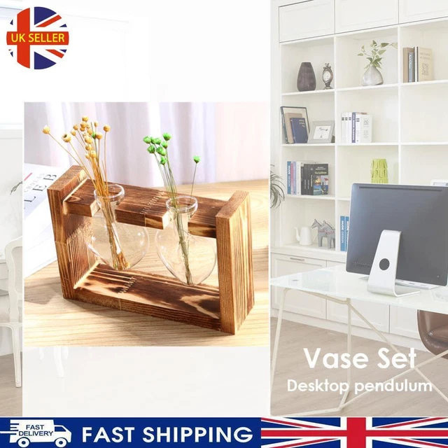 2 Legni Fortunati Brasiliani Idroponici - Con Vaso | Purificano Aria, Ufficio/Casa - Foto 3