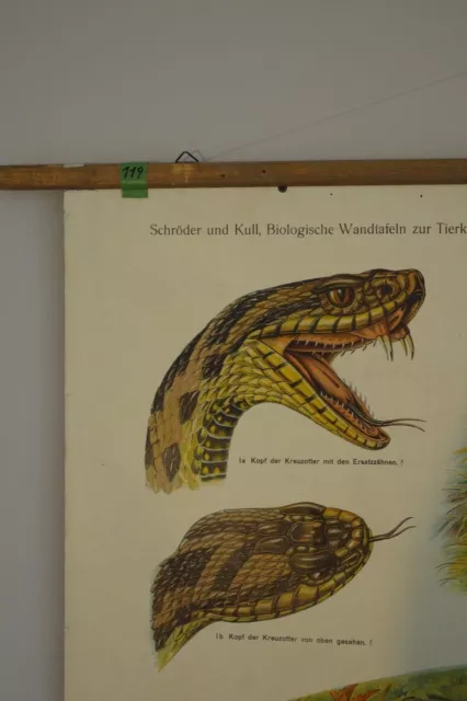 Vintage | Wandtafel Schulwandkarte Kreuzotter Viper | School Chart Roll 3