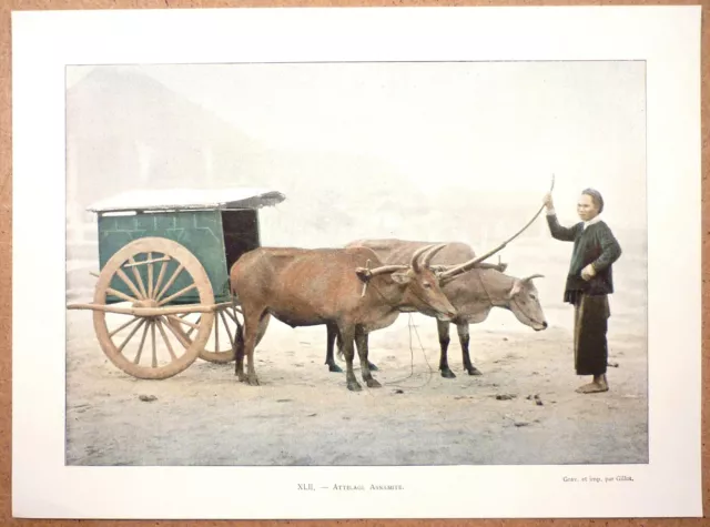 TONKIN Attelage annamite - Photochromie fin 19ème  gravure  Vietnam