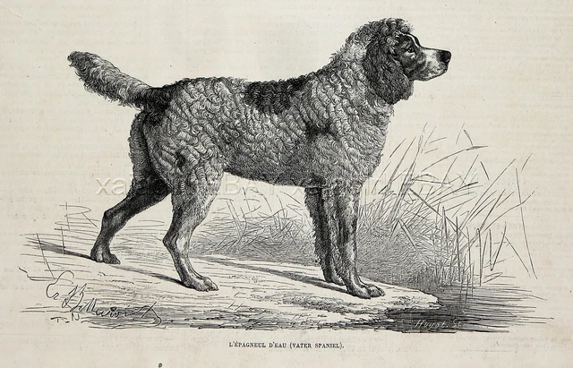 Dog English Water Spaniel (Extinct), 1870s Antique Engraving Print & Article