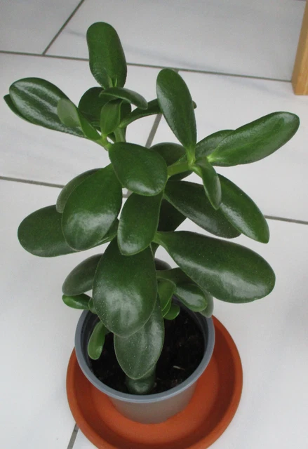 GELDBAUM FETTE HENNE Affenbrotbaum Pfennigbaum Crassula ovata Talerbaum