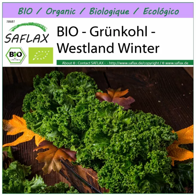 SAFLAX  - BIO - Grünkohl - Westland Winter - Brassica - 70 Samen