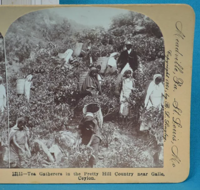 Sri Lanka Ceylon Stereoview Photo Tea Gatherers Hill Country Near Galle Keystone