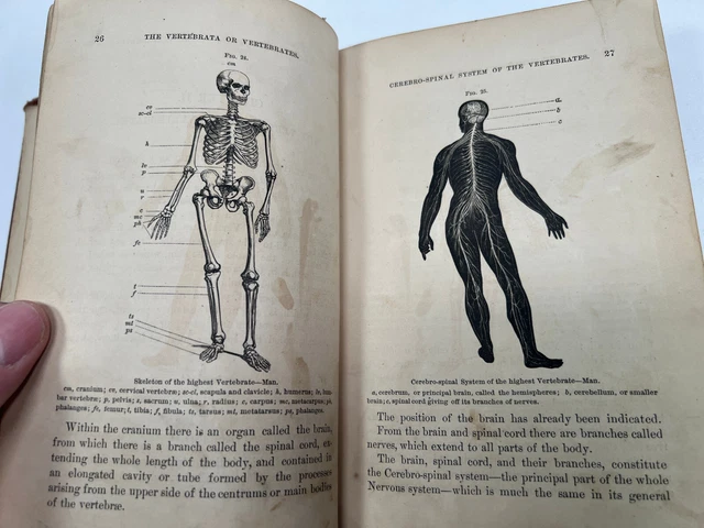1875 Elements of Zoology Sanborn Tenney  antique medical book oddity