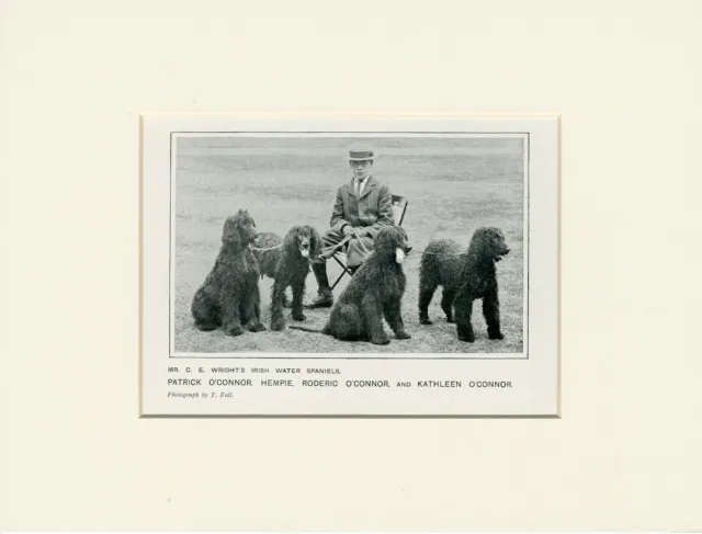 Irish Water Spaniel Dogs Original Antique 1912 Named Dog Print Ready Mounted