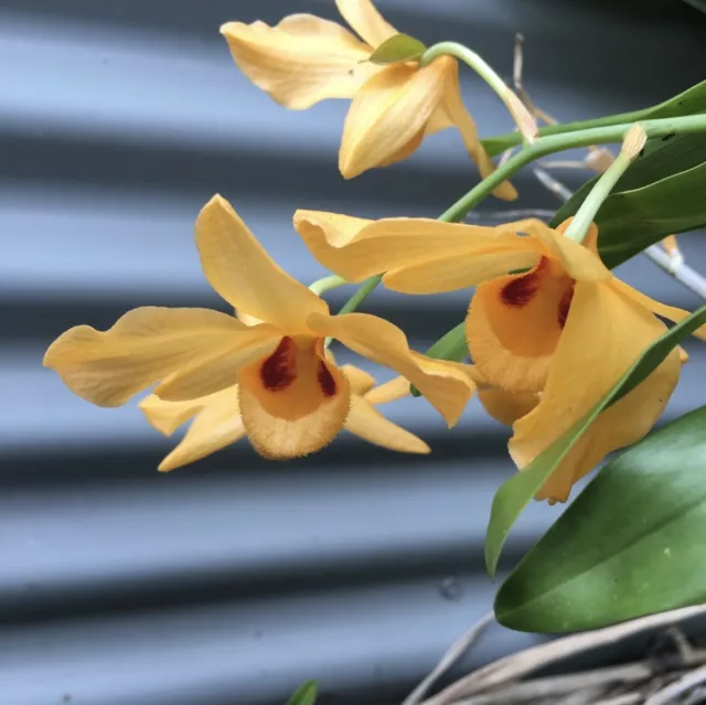 Dendrobium Moschatum - Species Orchid