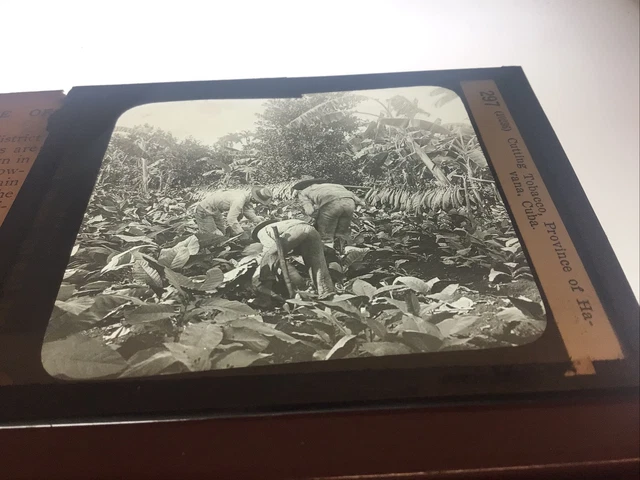 Glass Magic Lantern Slide Antique Photo Cutting Tobacco, Cuba