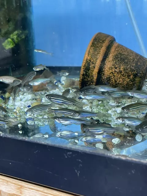 Longfin Zebra Danios 6 Pack Tropical Freshwater Fish