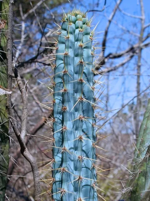 10 Pilosocereus pentaedrophorus HU121 rare blu columnar cactus seeds korn samen