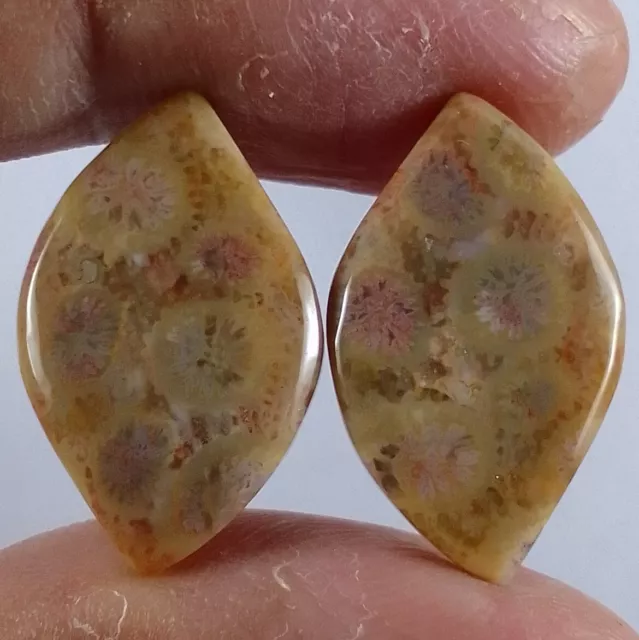 17.00 Ct Natural Fossilized Coral Fancy Pair Loose Gemstone Cabochon 14 x 23 MM