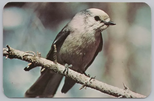 ANIMAL~CANADIAN JAY~CAMP ROBBER~WHISKEY John~Venison Bird~Vintage ...
