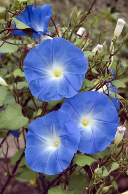 SAMEN Eine wunderschöne Rankpflanze für Ihren Garten: die blaue Trichterwinde