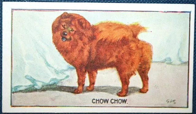 CHOW CHOW    Original 1924 Vintage Illustrated Dog Card  BD11M
