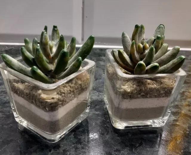2 x Faux Succulents in Small Glass Pots Artificial Plant Arrangement Ornament