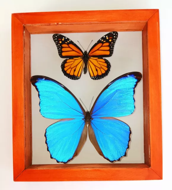 2 Real Butterflies Framed Danaus Plexippus & Morpho Didius Mounted Double Glass