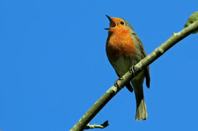 Excelente Calidad A3 Foto Estampada Europeo Robin En 230gsm Archivado Mate