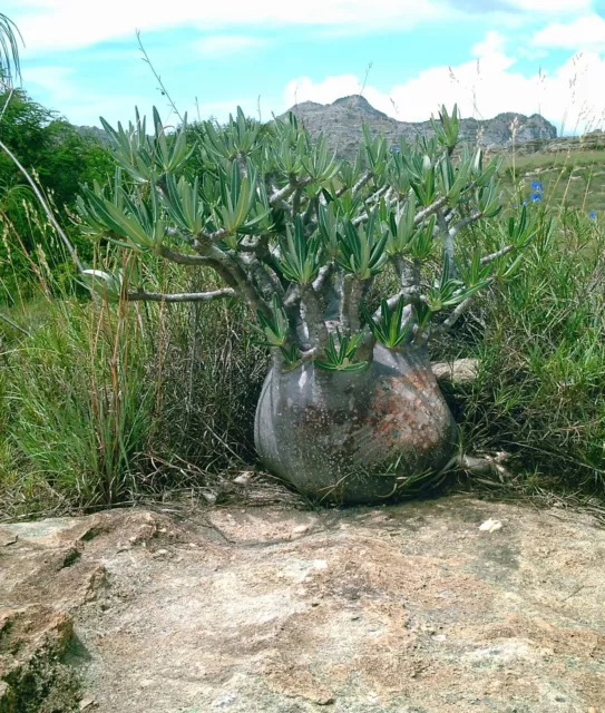 Pachypodium gracilius seeds X 15/ CAUDEX, RARE PLANT