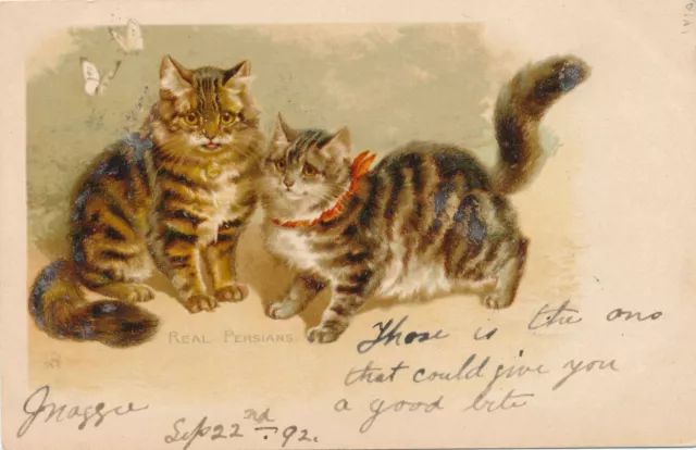 Two Cats Real Persians Tuck Postcard  - udb - 1902