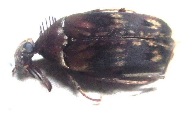 K015 MI : Rhipiphoridae species? 7mm A-****************************