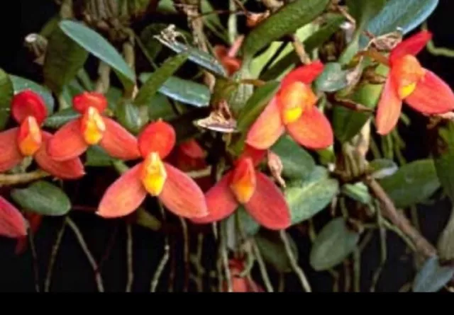 Species Orchid - Maxillaria sophronitis