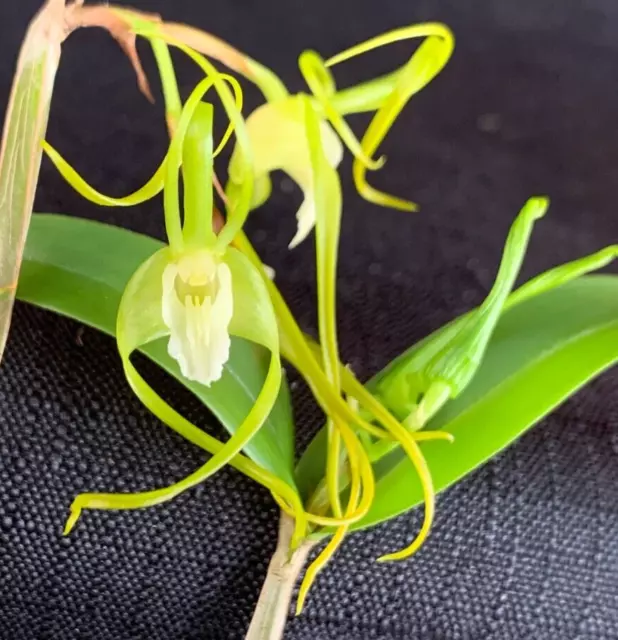 RON Dendrobium Orchid Den. tetragonum var. album alba IN FLOWER AT TIME OF LIST