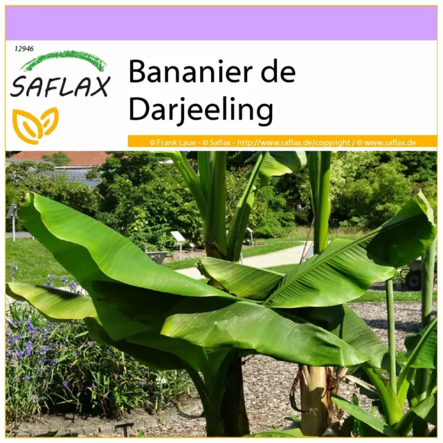 SAFLAX  - Bananier de Darjeeling - 5 graines - Musa