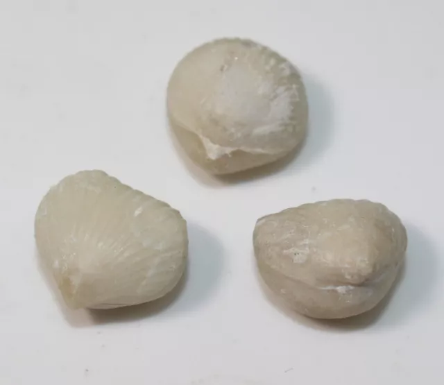 Brachiopode, Orbirhynchia sp., Kreide, Turon, Wüllen b. Ahaus, BRD -a430