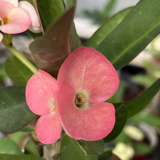 EUPHORBIA MILII-THAI HYBRID Crown of Thorns- Seedling EUR 17,08 ...