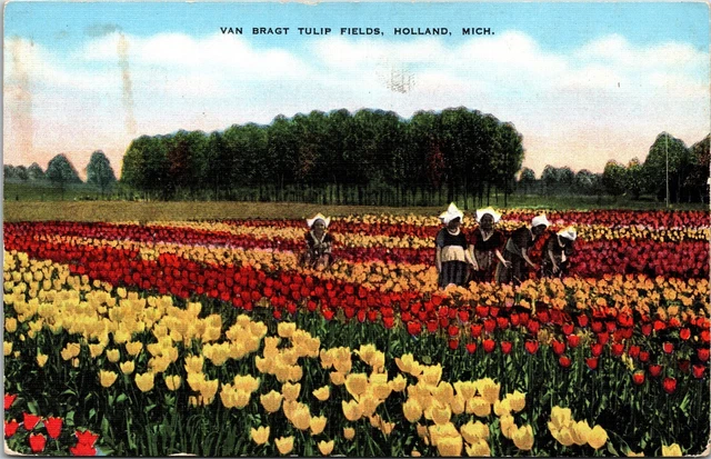Van Bragt Tulip Fields Holland Michigan MI Unposted Postcard