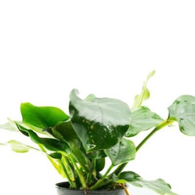 Anubias Nana Thick Leaf Loose B2G1 Easy Live Aquarium Plant Decorations Beginner