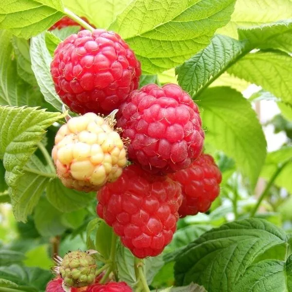 Bare Root Raspberry Canes - Premium quality Scottish Canes