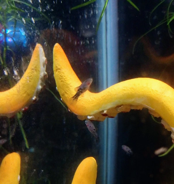Live Fish Juvenile Platy 5 Pack