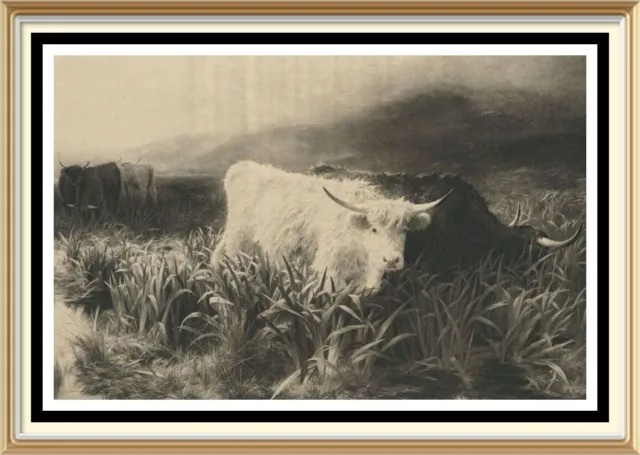 Alter antiker PETER GRAHAM Kunstdruck schottische Rinder Landschaft Kuh MOORLAND ROVER