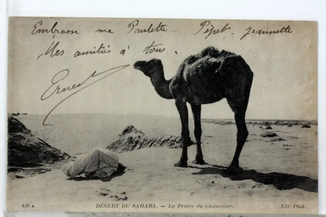La Priere Du Chamelier   Maroc Cpa Postcard 7739