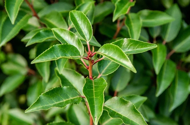 PORTUGIESISCHER LORBEER KIRSCHLORBEER / Prunus lusitanica 'Angustifolia ... PORTUGIESISCHER LORBEER KIRSCHLORBEER / Prunus lusitanica 'Angustifolia ...