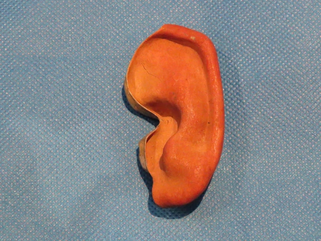 WWII Prosthetic Model of an Ear