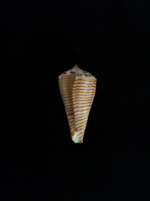 sea shell Conus hirasei, 41.0mm