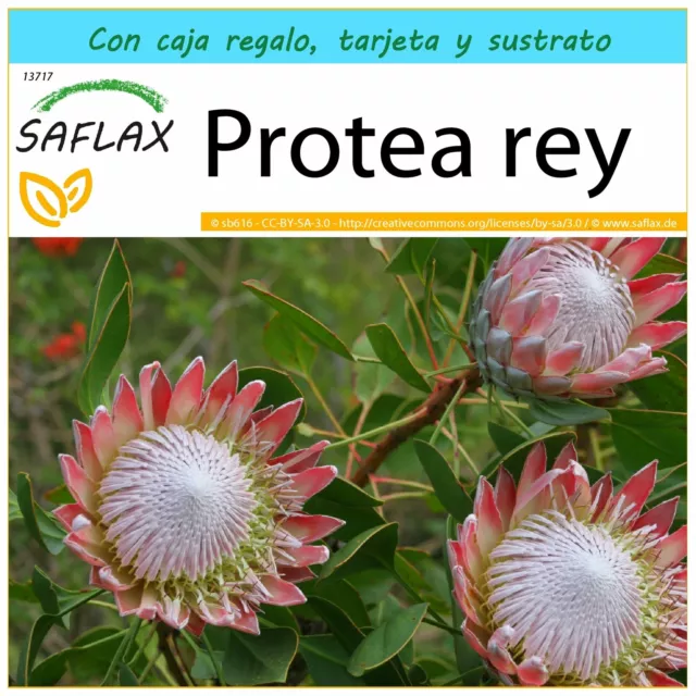 SAFLAX Set regalo - Protea rey - 5 semillas - Protea
