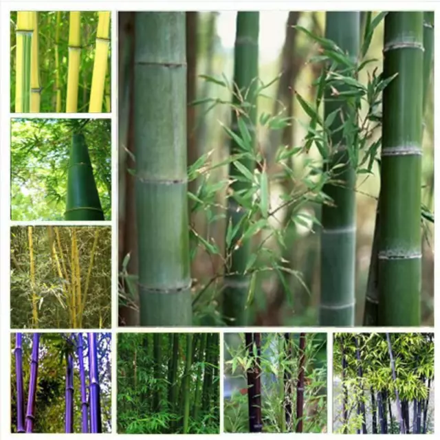 100Pc MOSO BAMBOO - Phyllostachys Edulis Pubescens - Giant Hardy Bamboo Seeds