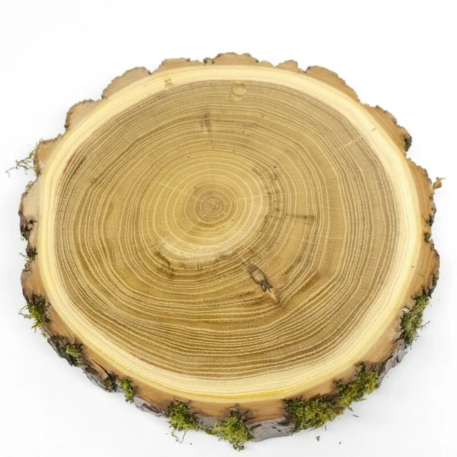 1X Acacia Jabalí Escudo de Trofeo Placa Brett Jabalí Baumscheibe 17-18CM